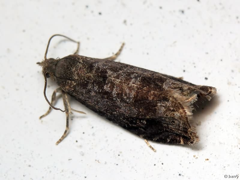 Grapholita funebrana